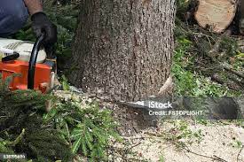 Professional Tree Services in Providence, KY