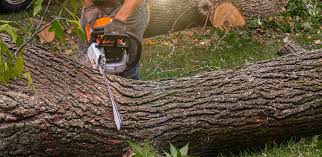 Best Arborist Consultation Services  in Providence, KY