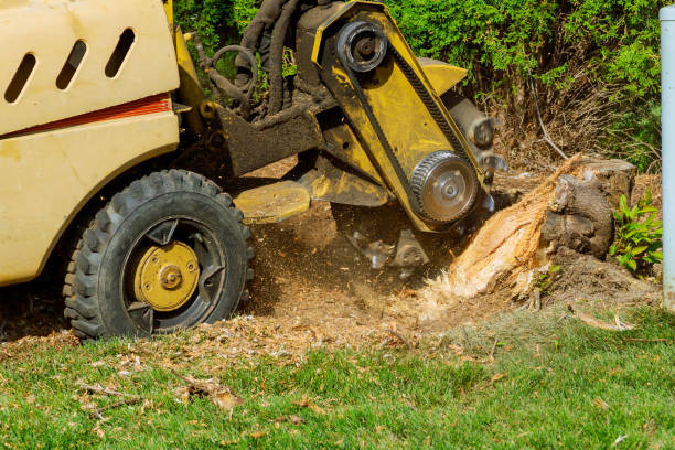 Best Tree Preservation Services  in Providence, KY