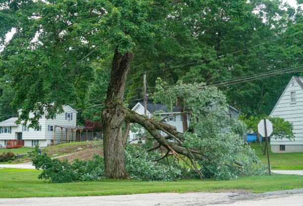 Best Tree Maintenance Programs  in Providence, KY