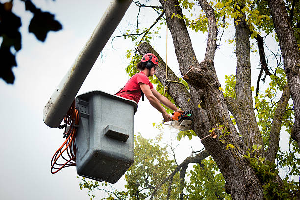 Best Tree Mulching  in Providence, KY