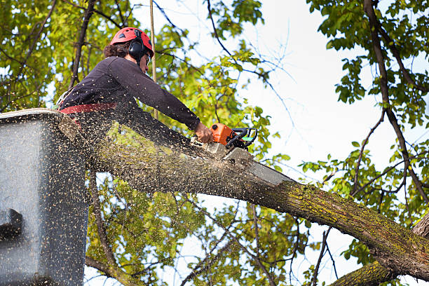 Best Soil Testing and Treatment  in Providence, KY